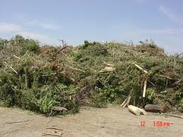 Tree Waste