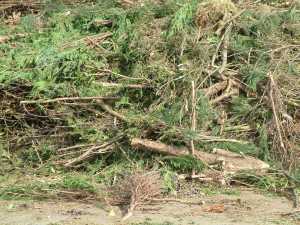 Green-Waste Green Waste