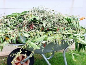 Waste-Type-Green-Garden-Waste-1 Green Waste